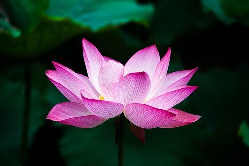 fleur-de-lotus11-0